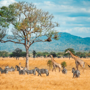 Tanzania タンザニア 15 日数 5GB