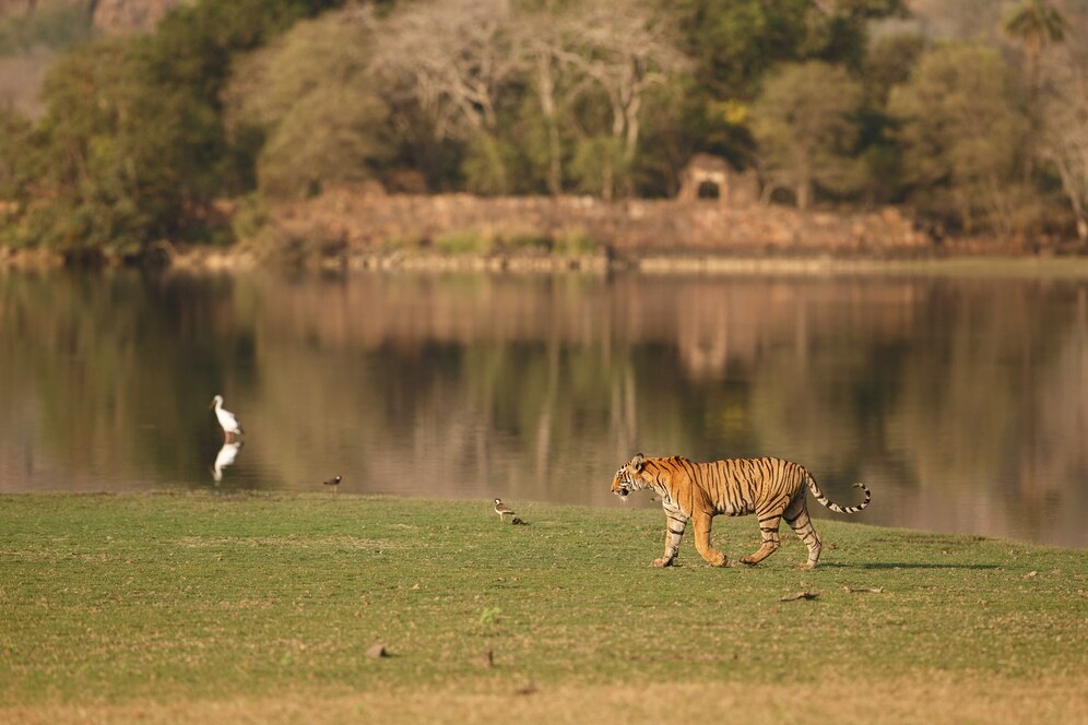 Ranthambore National Park