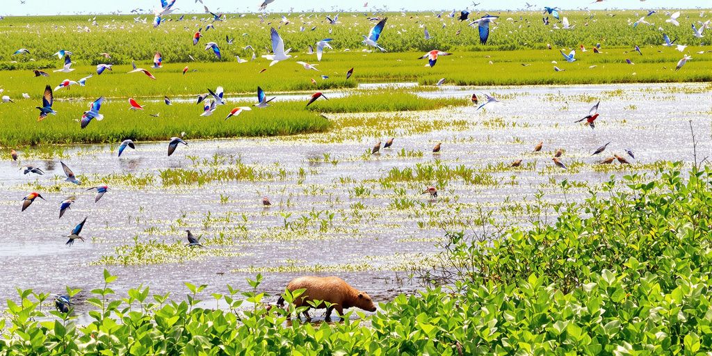 The Pantanal: Wildlife Safari in South America’s Largest Wetland