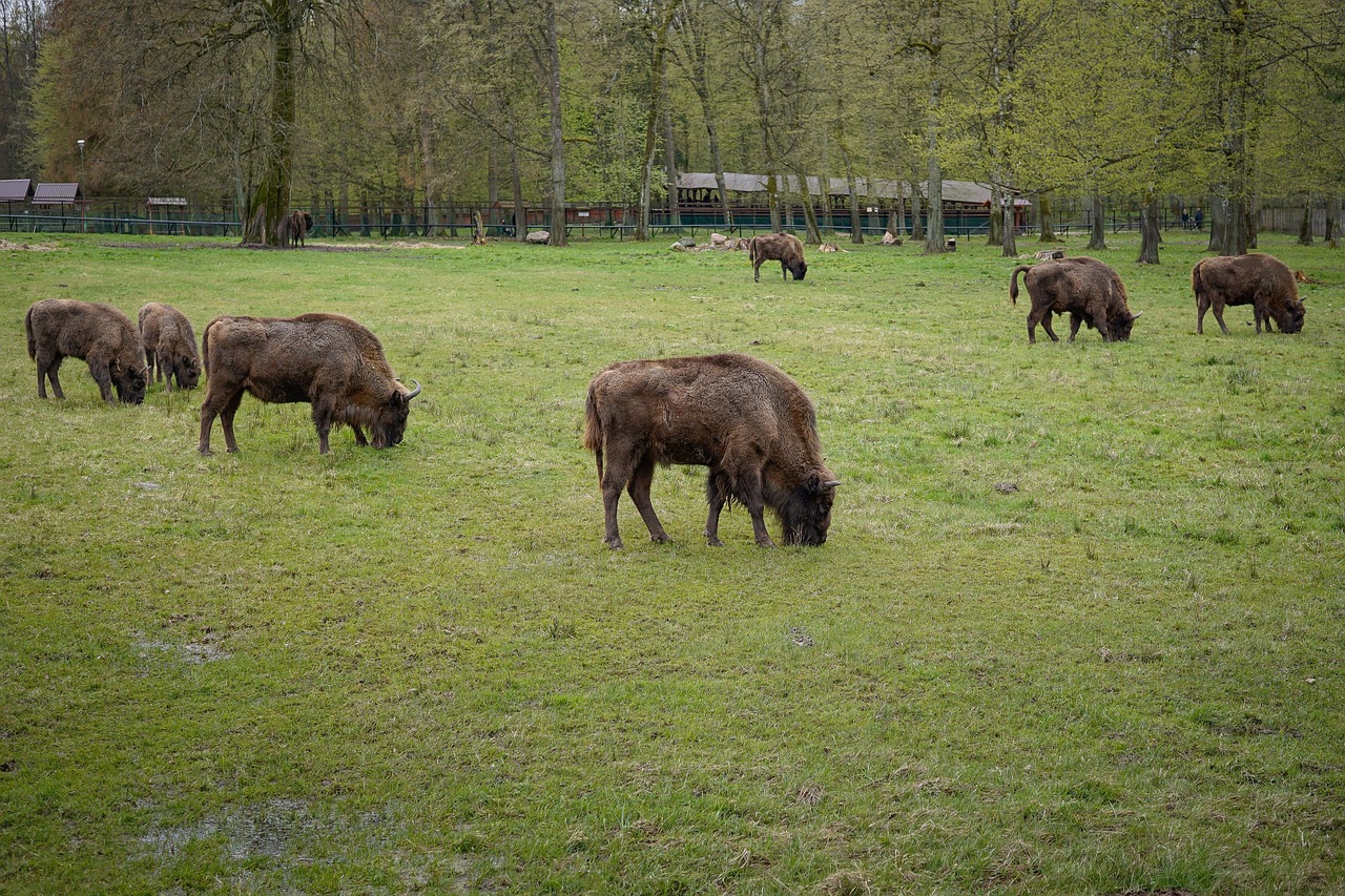 Adventure Through the Białowieża Forest