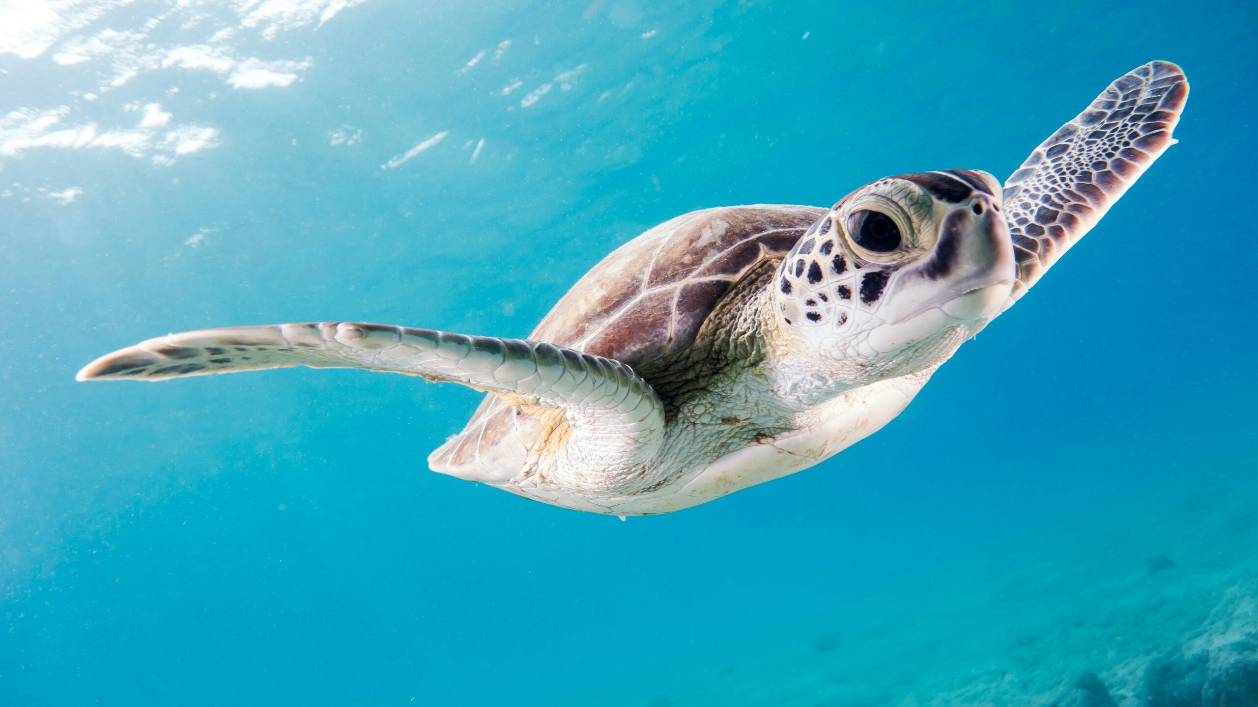 Snorkeling in Cancun & Riviera Maya