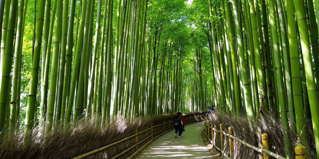 Path through tall green bamboo stalks in Japan.