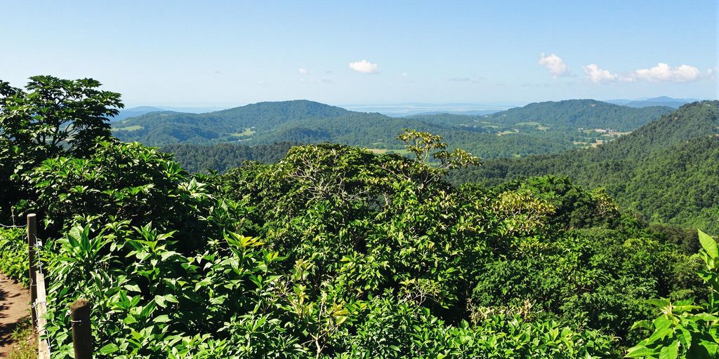 Lush Brazilian rainforest with vibrant greenery and blue sky.