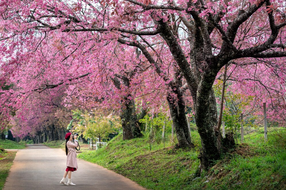 Spring in Japan: When & Where to See Cherry Blossoms