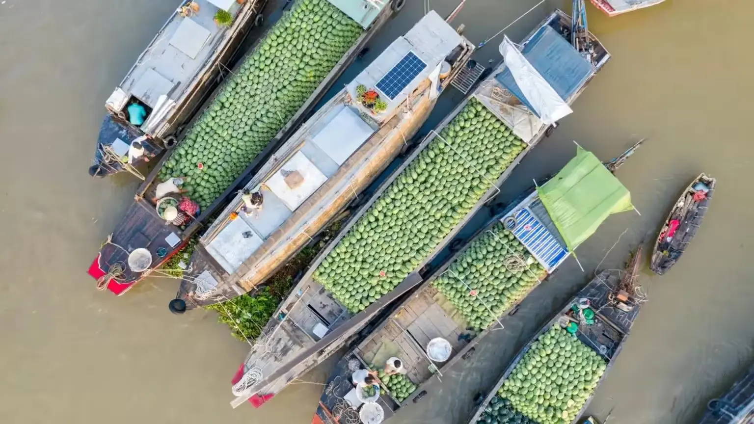 Boats loaded with watermelons at a floating market in Vietnam