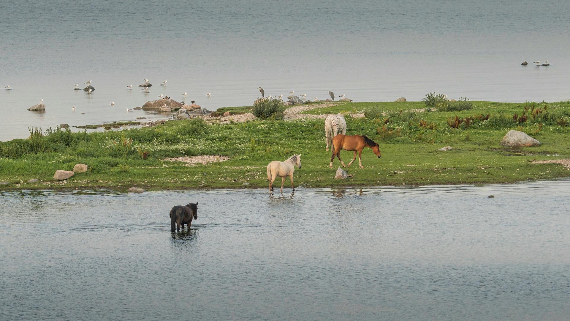 Livno – Where the Wild Horses Roam