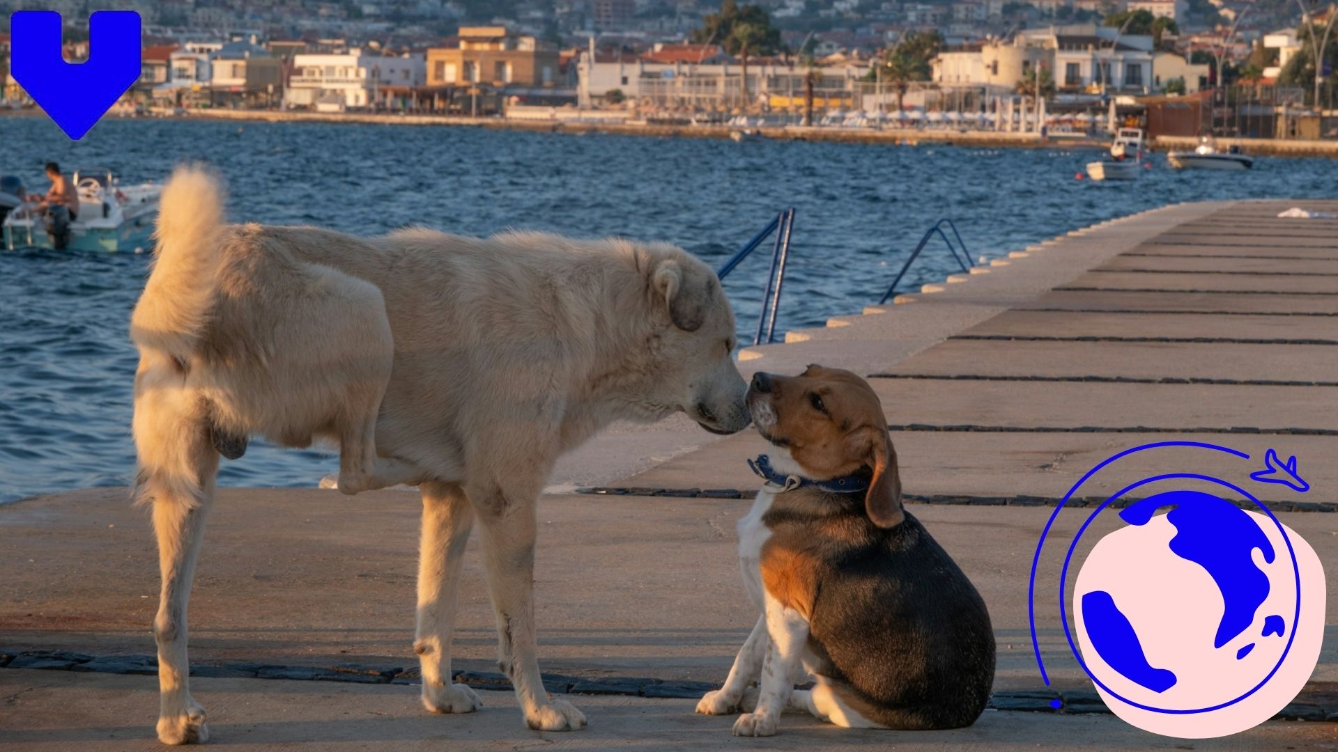 Pet-Friendly Restaurants and Hotels in Marseille: A Complete Guide for Pet Lovers