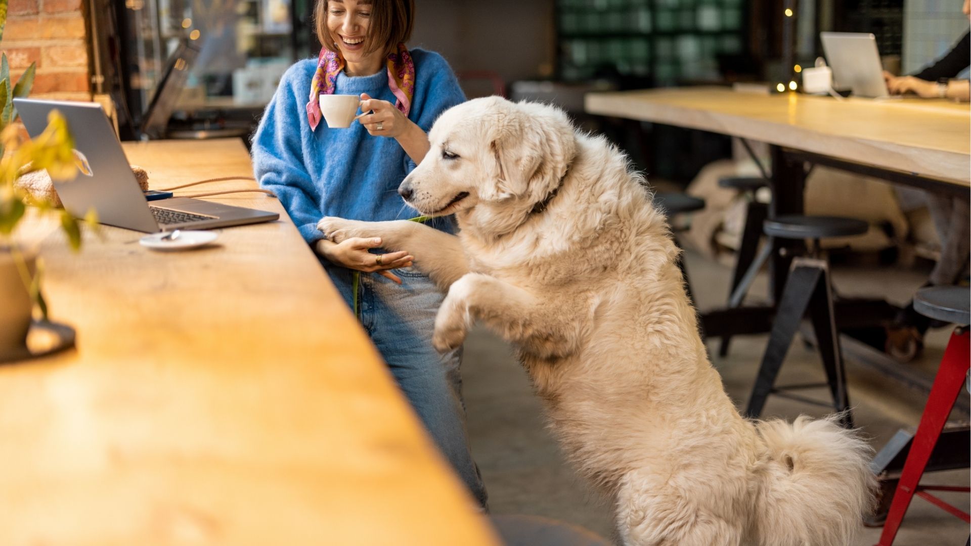 Woman works on laptop while sitting with her dog at coffee shop