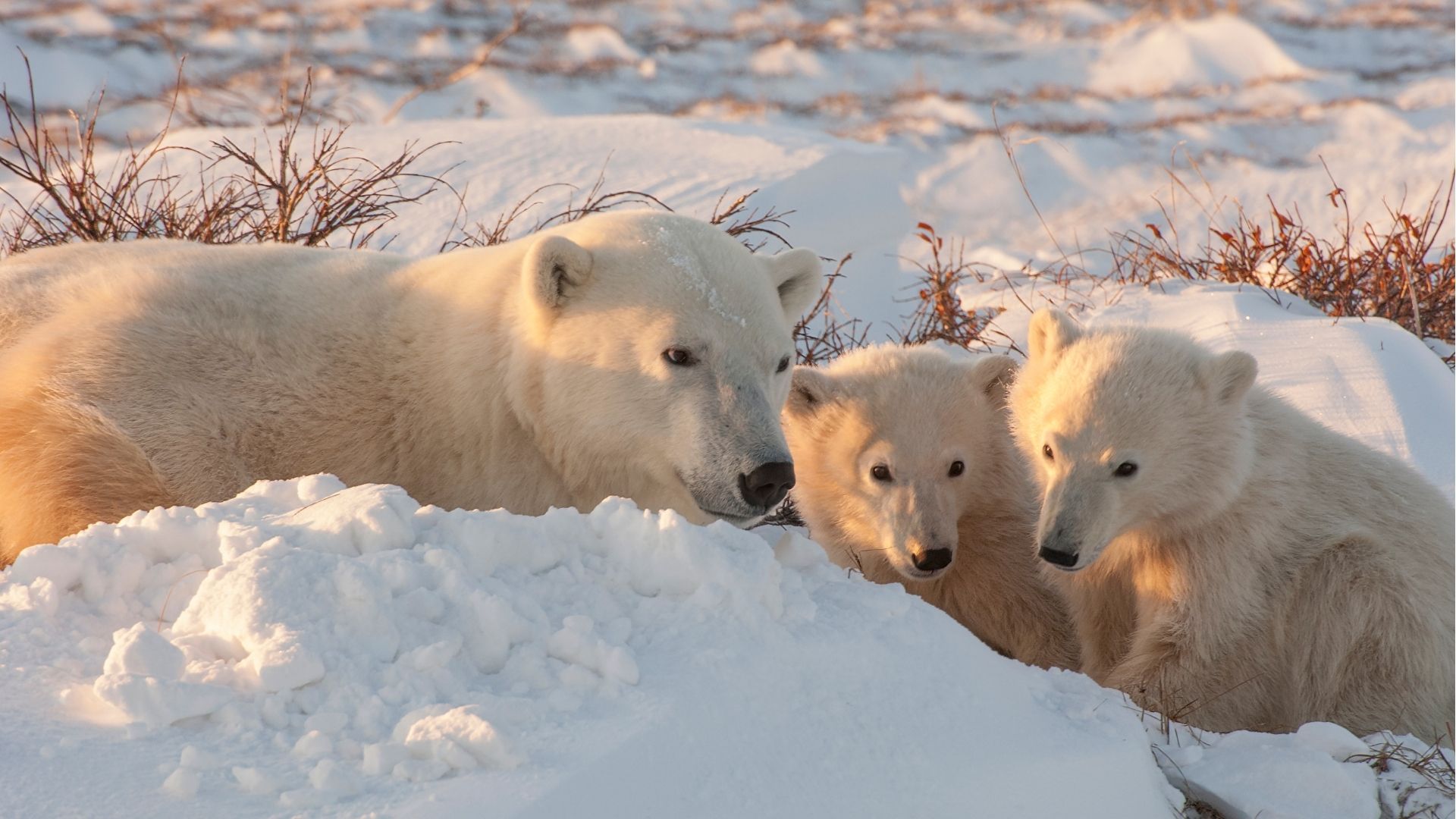 Polar Bear Safari Canada