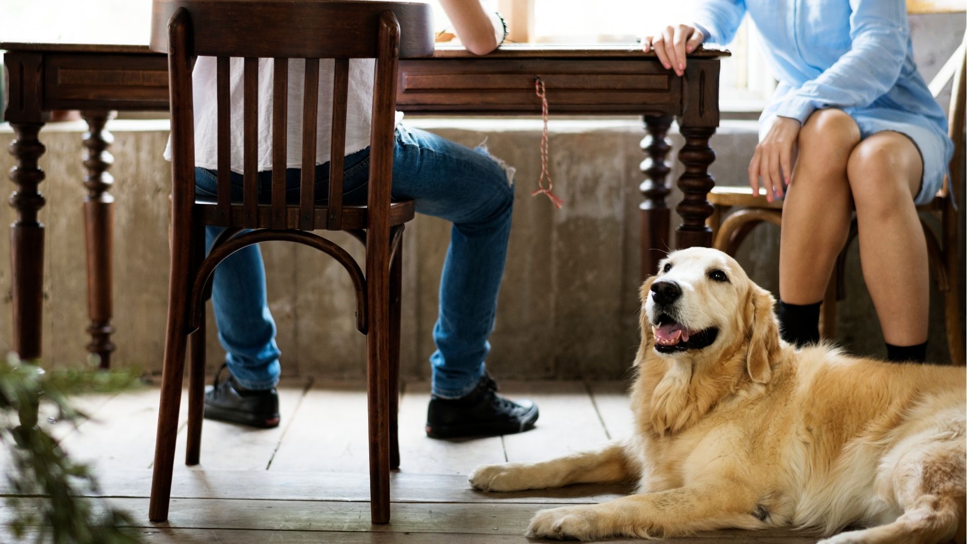 Golden Retriever Dog Laying on The Wooden Floor