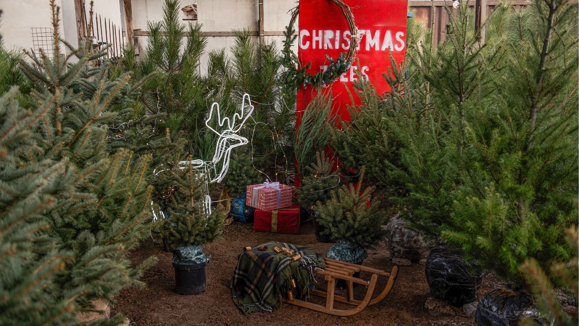 Among the Christmas tree market in the courtyard there are large wooden sleighs. Lawn decorations
