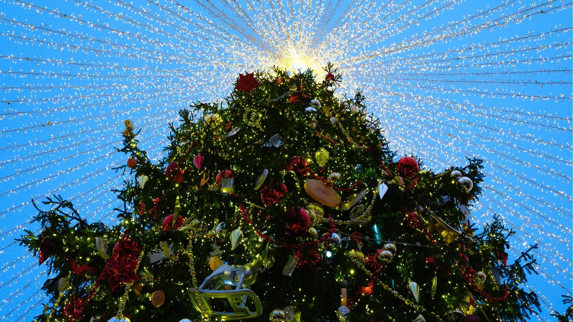 Disney Springs: Christmas Tree Stroll & Seasonal Eats