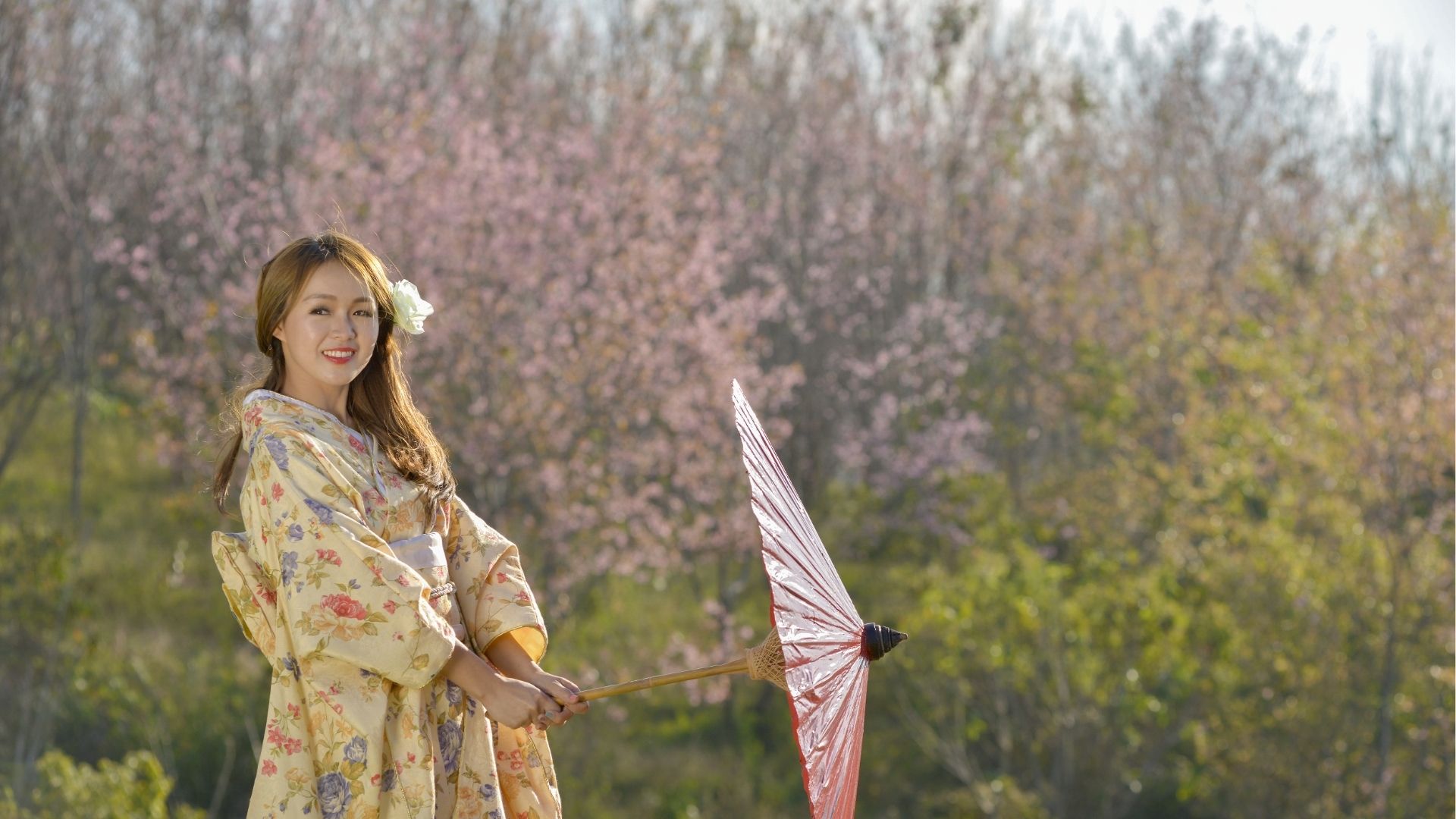 Japanese Girl in traditional dress called Kimono With Sakura Blossom