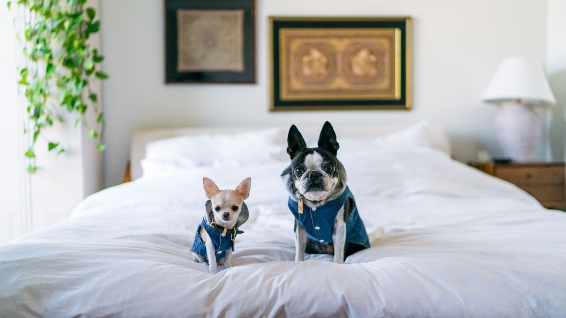 Pet-Friendly Hotels in Chania