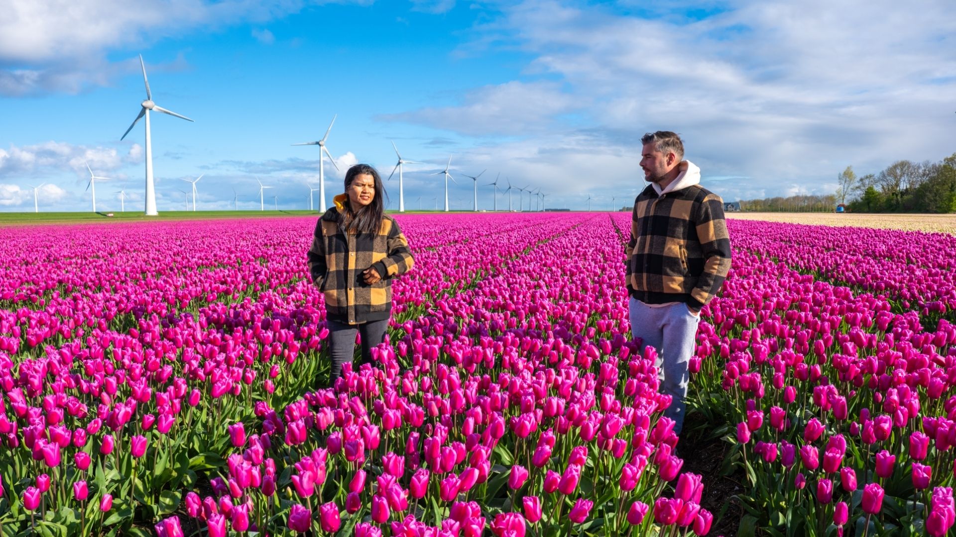 A couple embraces in a vast field of vibrant purple tulips, under the watchful gaze of towering