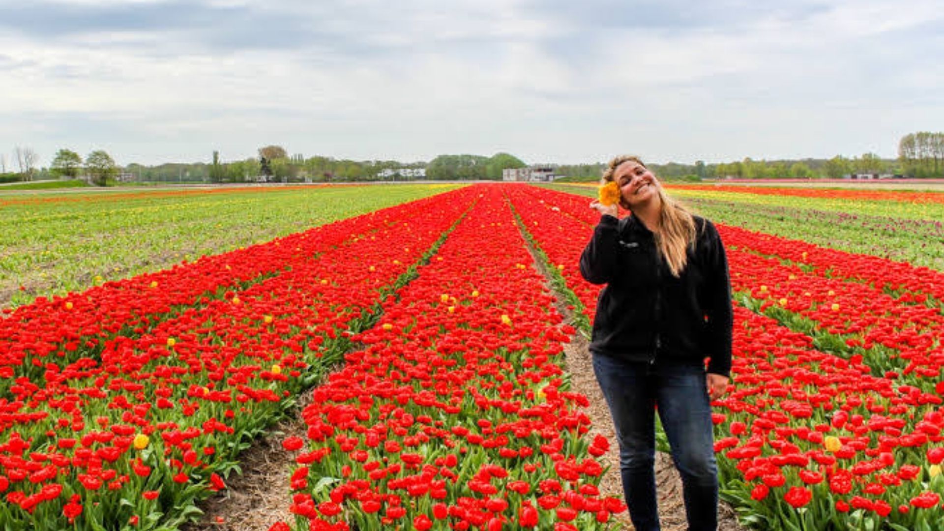 Traveler enjoying the peak tulip bloom in countryside