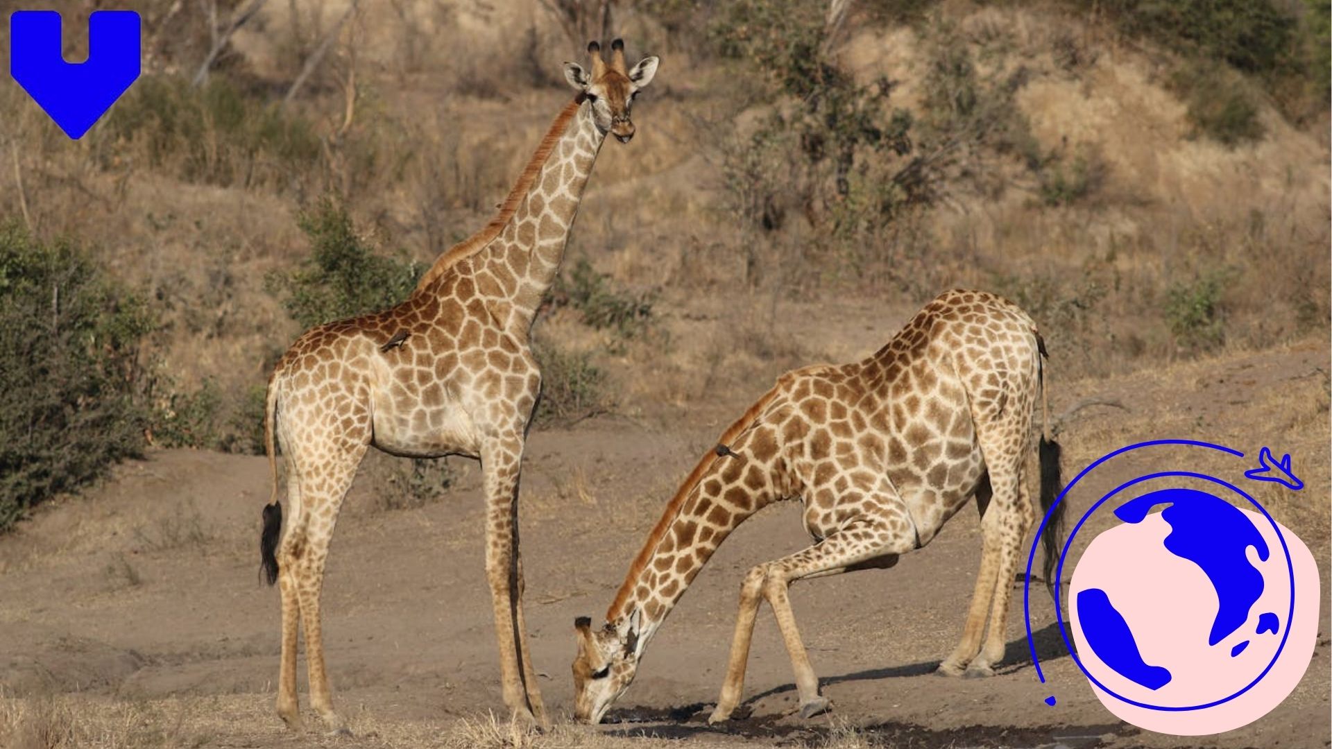 eSIM Serengeti Guide for Unforgettable Safari with Voye Global eSIM