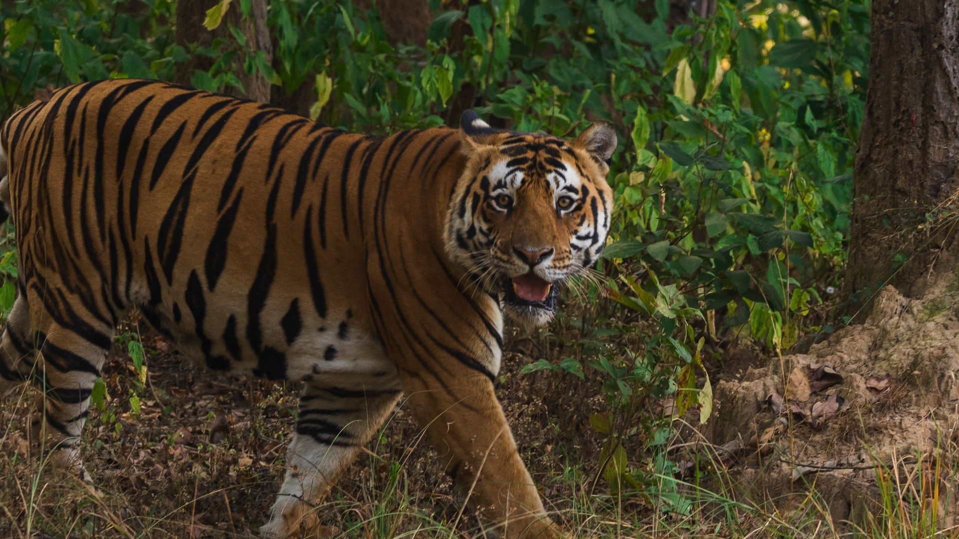 Majestic Neela Nala tiger in its natural habitat in the Kanha National Park in India
