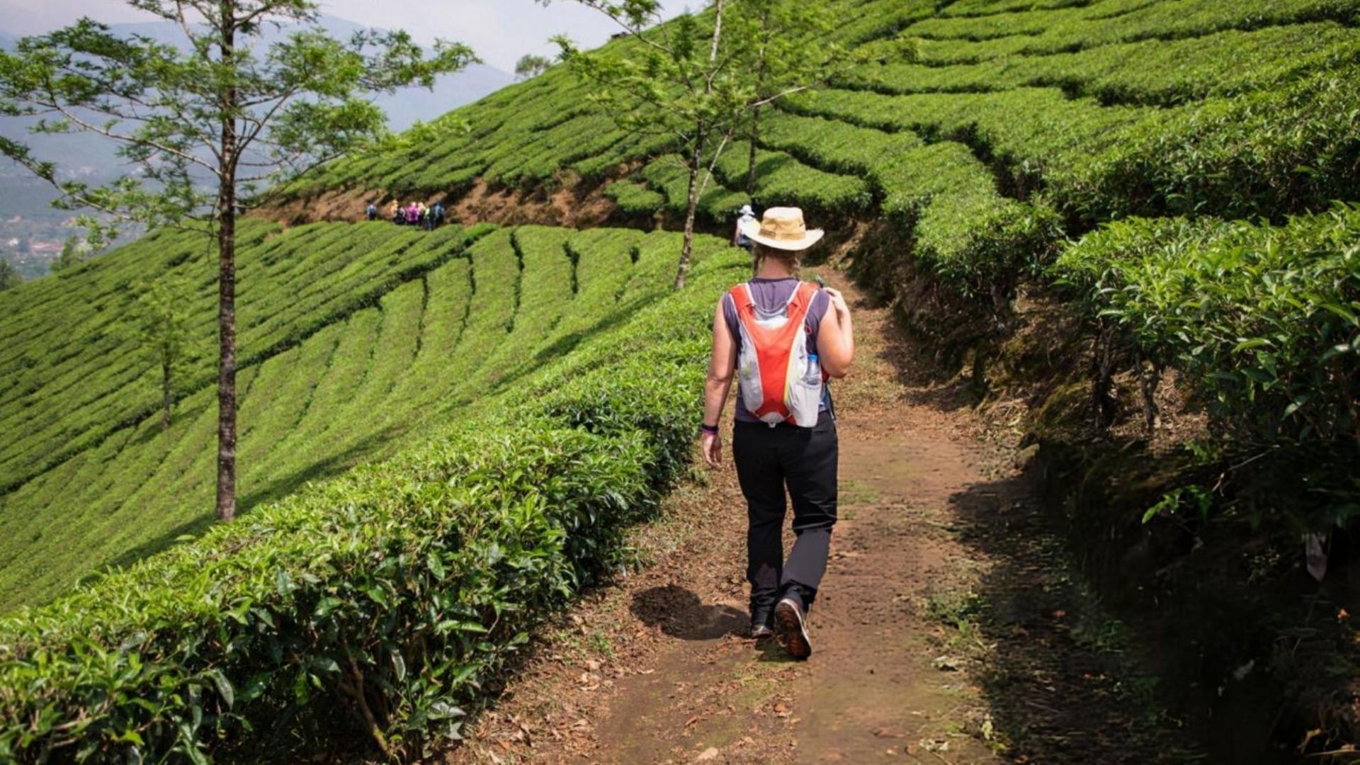 Traveler walking through lush green tea plantations in Munnar during June