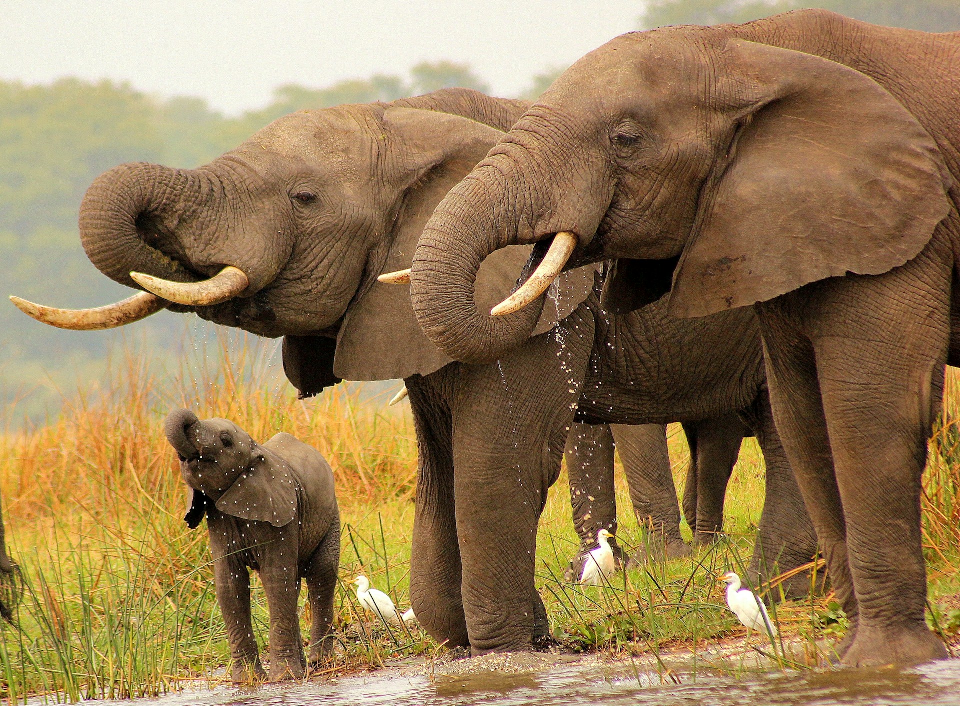 Malawi travel eSIM