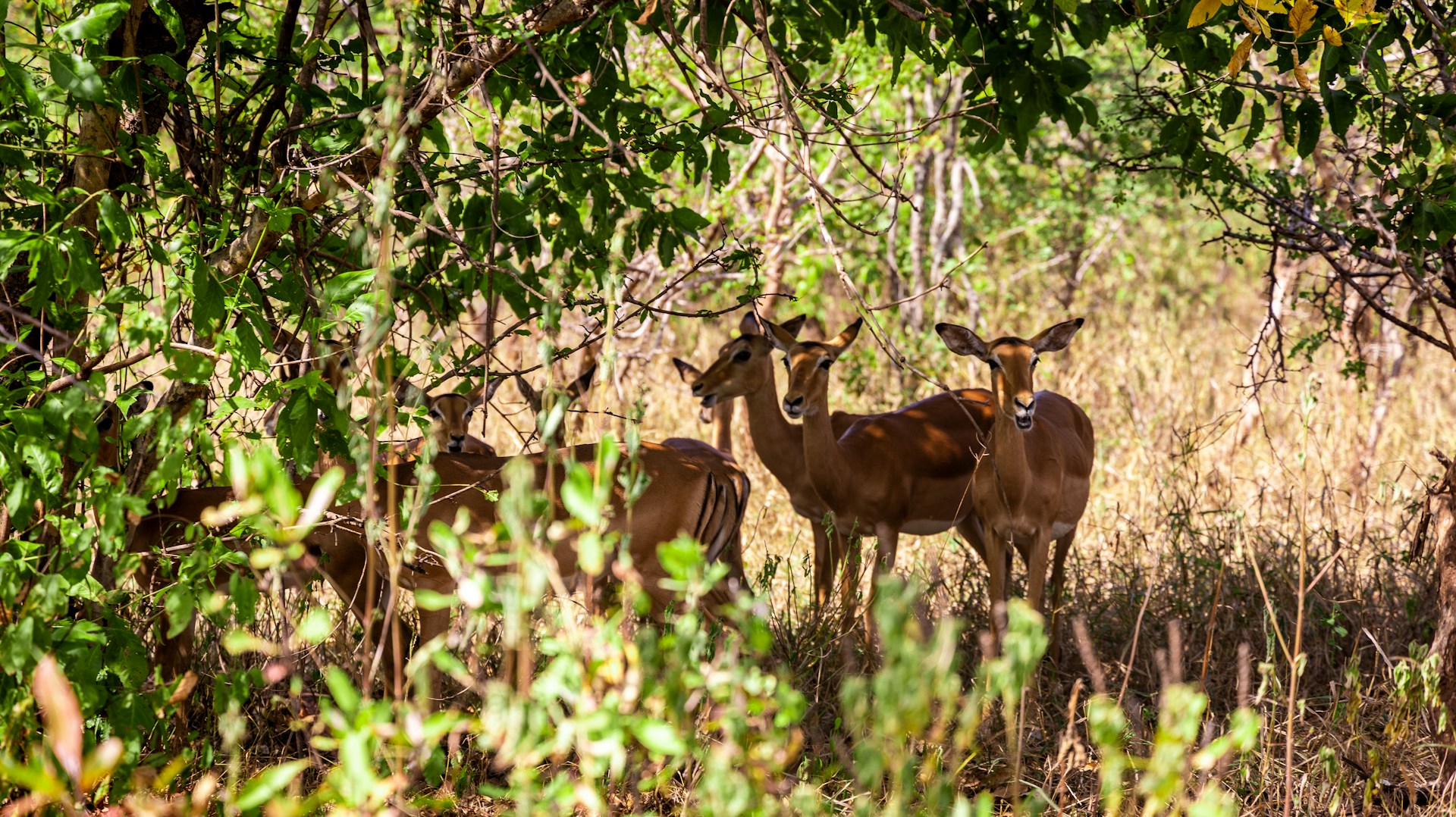 Malawi travel eSIM