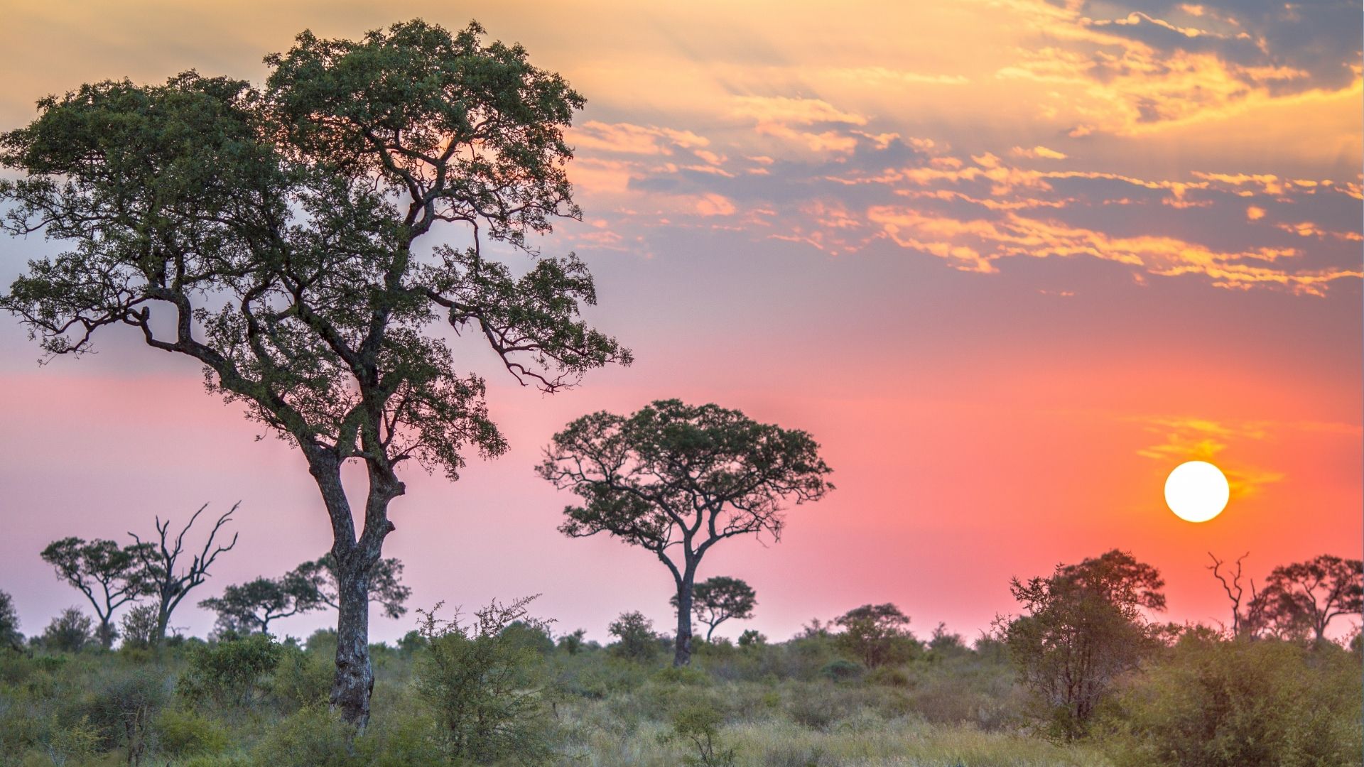Kruger National Park: South Africa Safari Guide for First-Time US & UK Visitors
