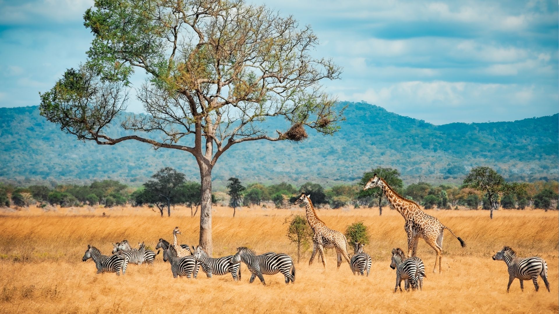 Kruger National Park: South Africa Safari Guide for First-Time US & UK Visitors