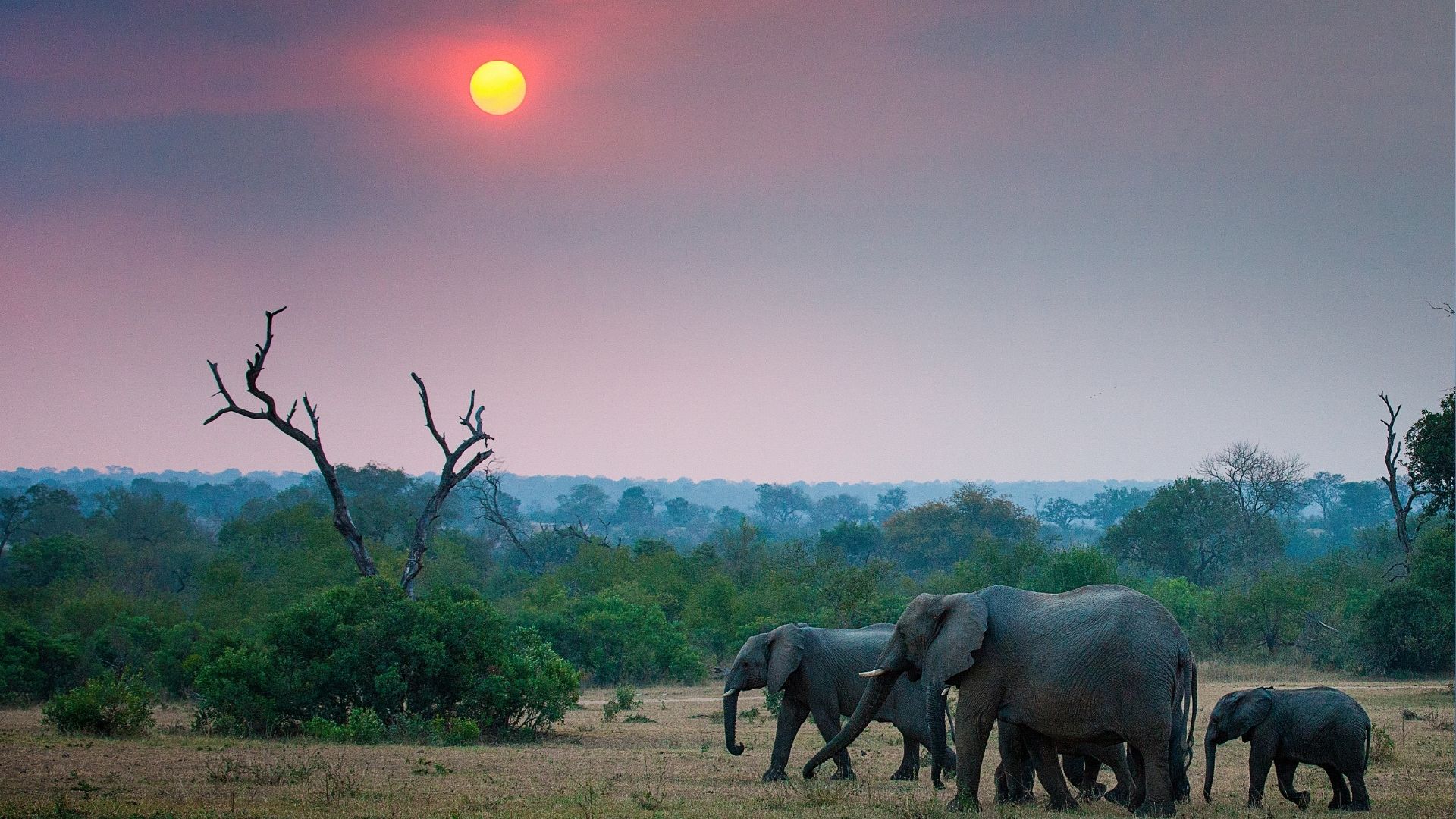 Kruger National Park: South Africa Safari Guide for First-Time US & UK Visitors