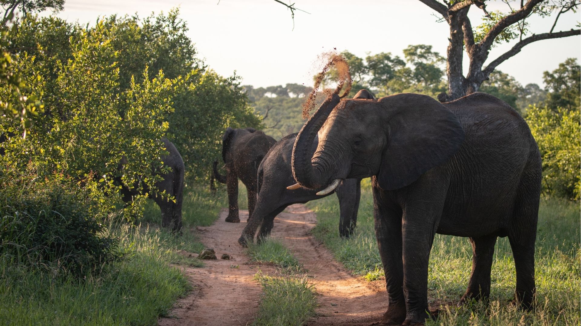 Kruger National Park: South Africa Safari Guide for First-Time US & UK Visitors