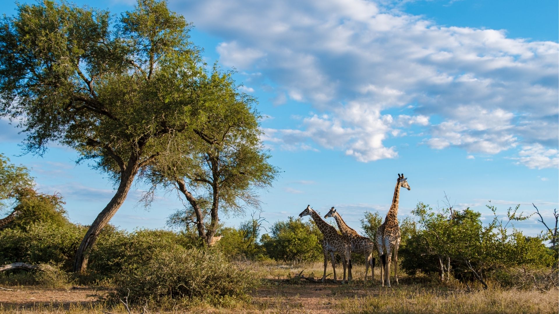 Kruger National Park: South Africa Safari Guide for First-Time US & UK Visitors