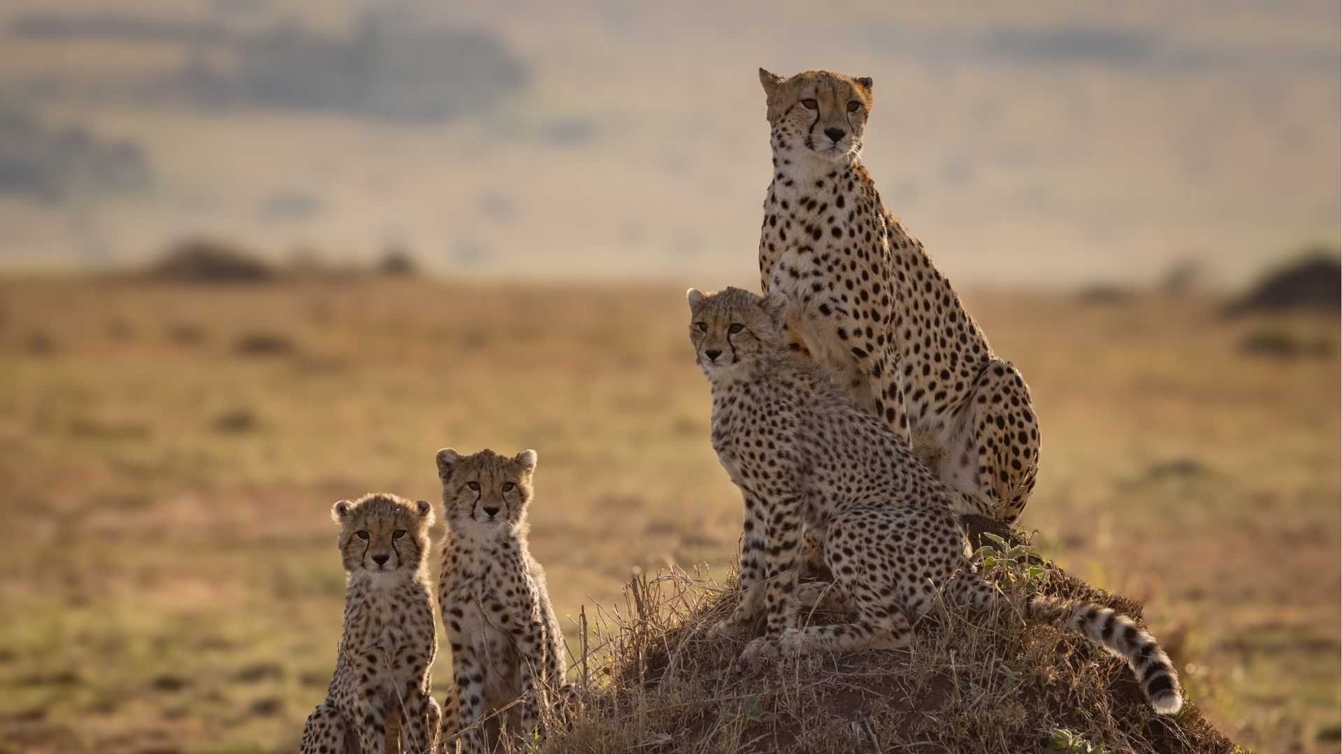 Serengeti Great Migration 2026: When to Go and How to Plan