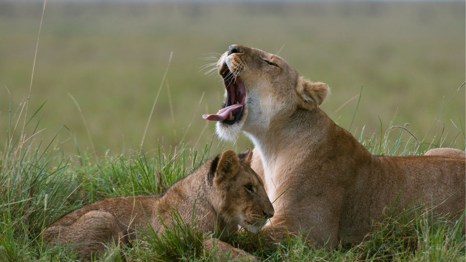 Serengeti Great Migration 2026: When to Go and How to Plan