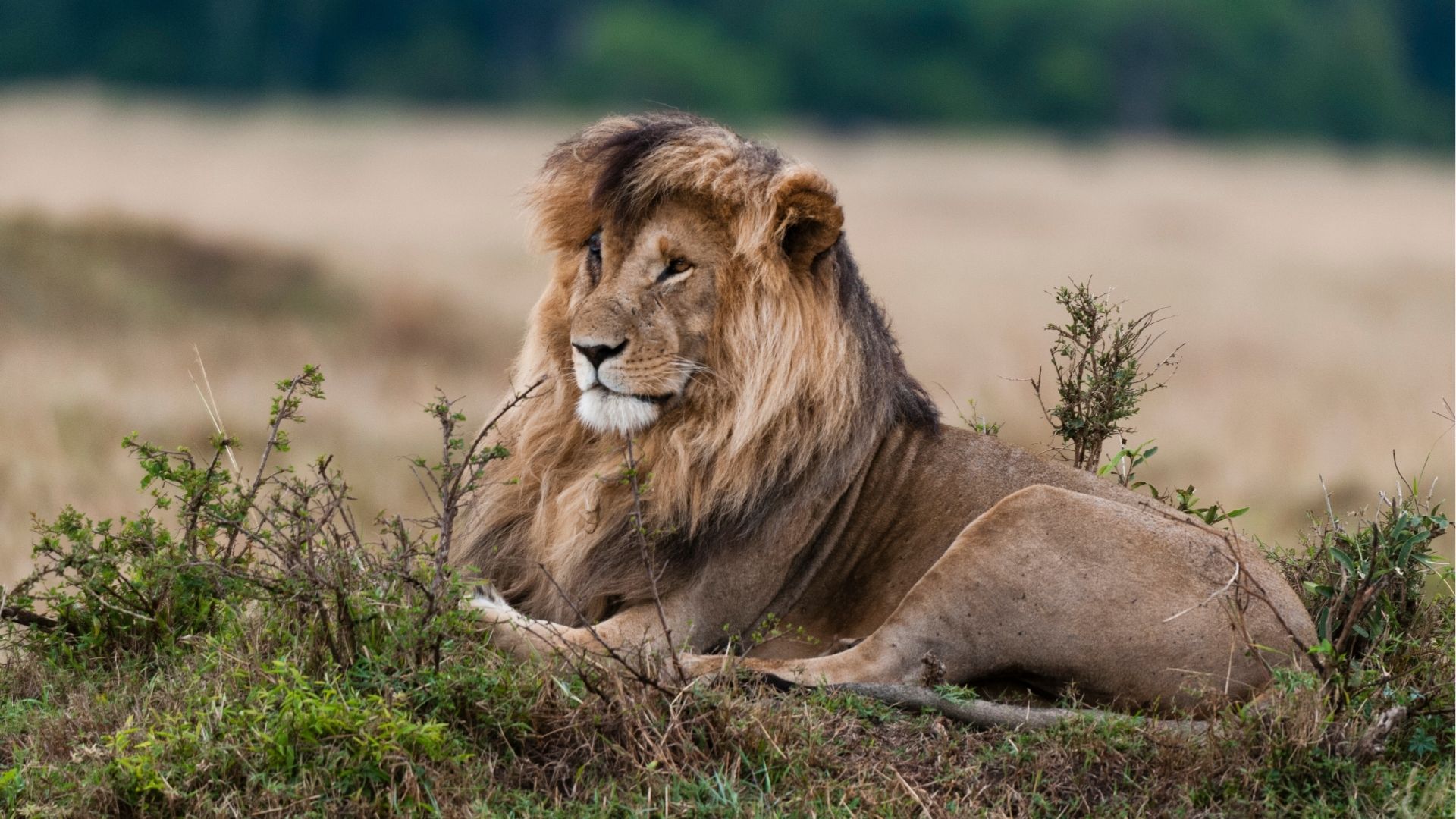 Serengeti Great Migration 2026: When to Go and How to Plan