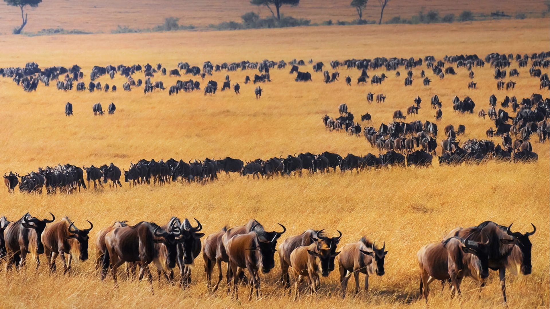 Serengeti Great Migration 2026: When to Go and How to Plan