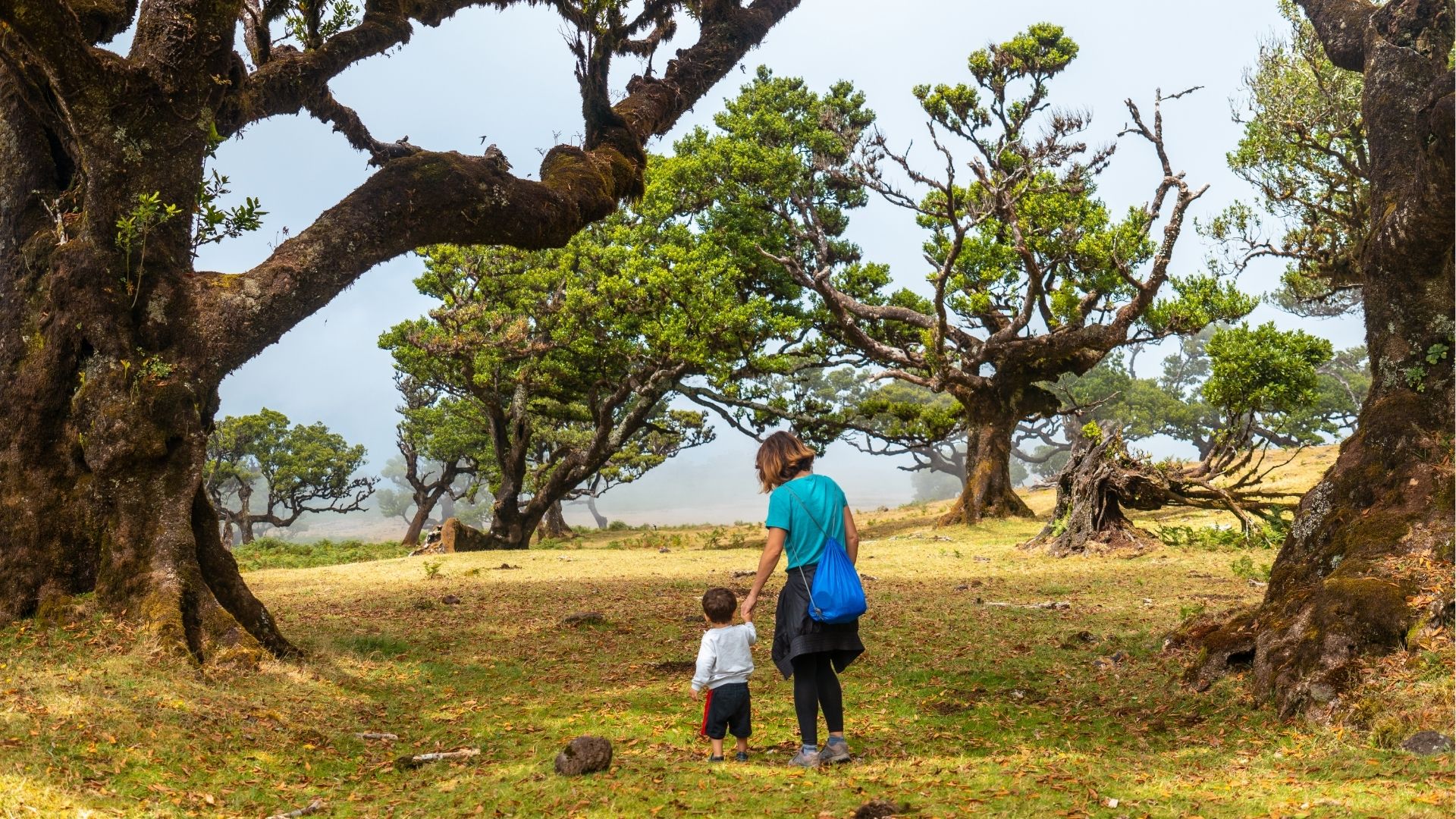 Serengeti Great Migration 2026: When to Go and How to Plan
