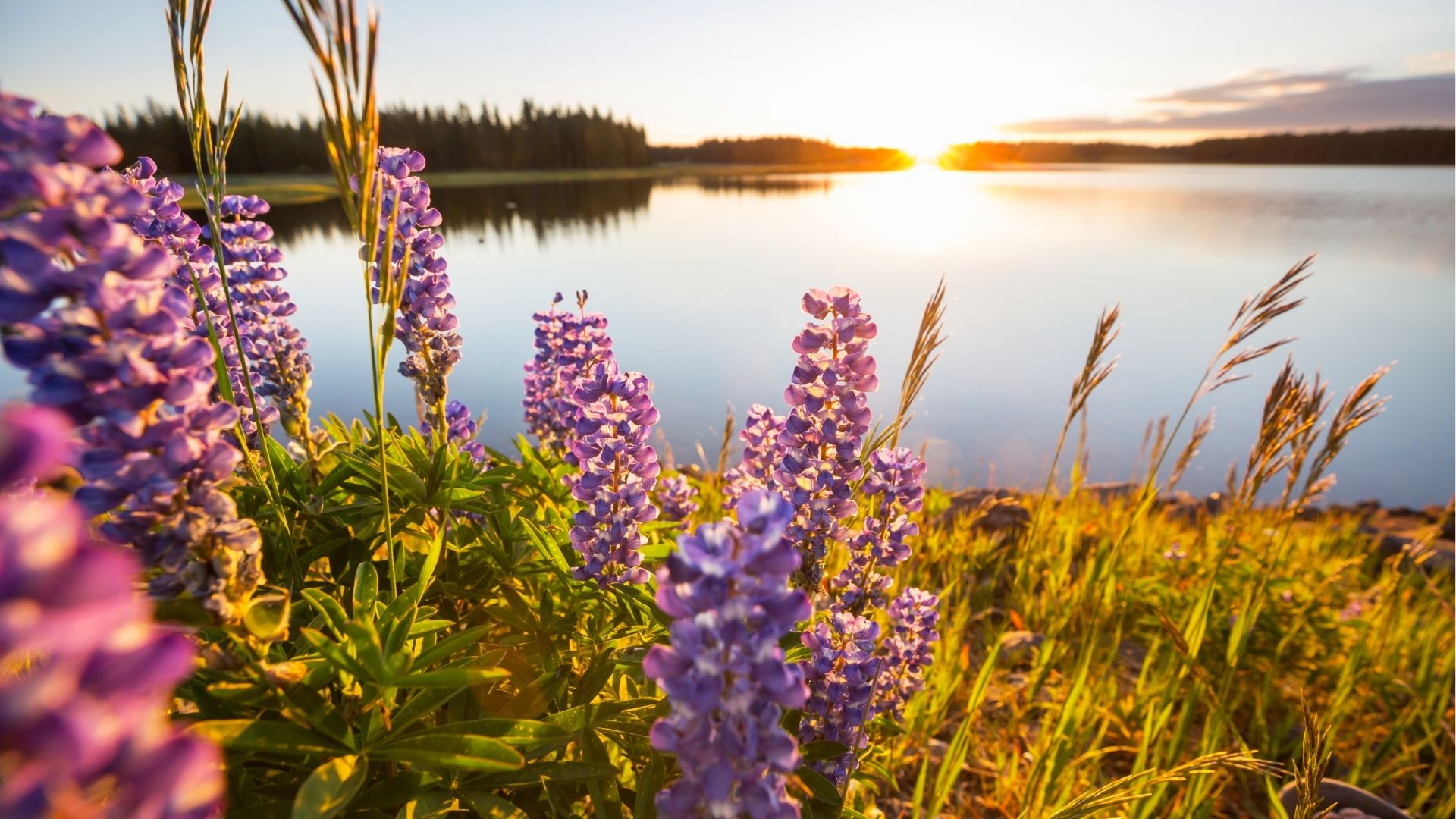 Midsummer Sweden 2026 Guide: Traditions, Travel & eSIM